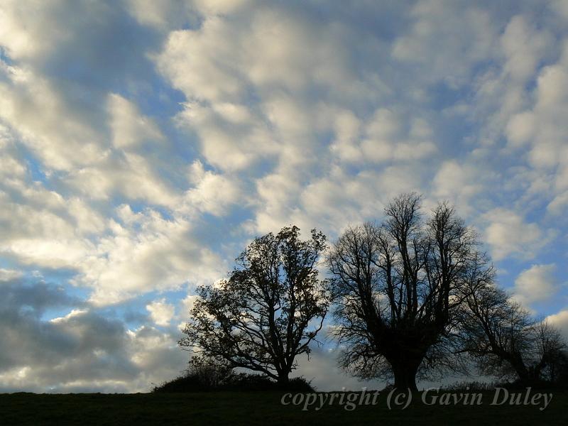Tree silhouettes, Beaminster P1150669.JPG
